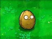 部分植物介绍配图4