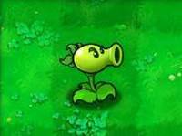 部分植物介绍配图8