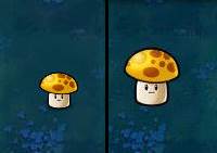 部分植物介绍配图10