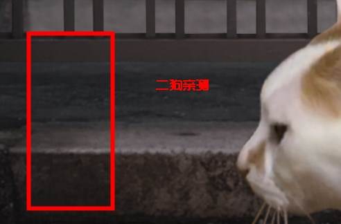 翌日猫之怪奇谭游戏图片2