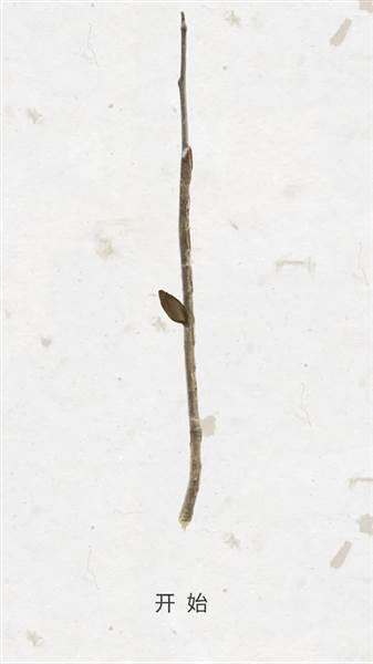 绽放之歌宣传图