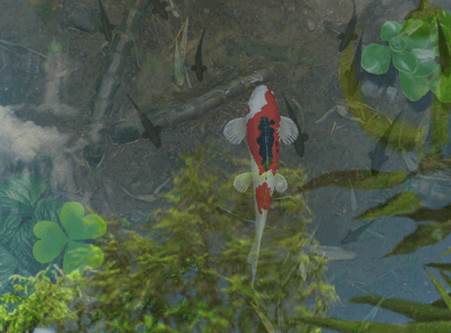 锦鲤池塘动态壁纸破解版1.68最新版 锦鲤池塘动态壁纸破解版1.68最新版