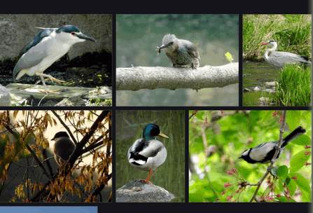 Aves相册软件手机版 Aves相册软件手机版