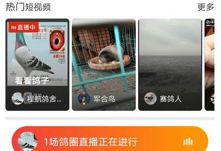 中国信鸽信息网app