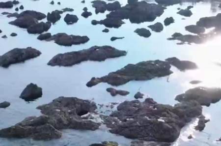 海月新闻app官方正版下载 海月新闻app官方正版下载