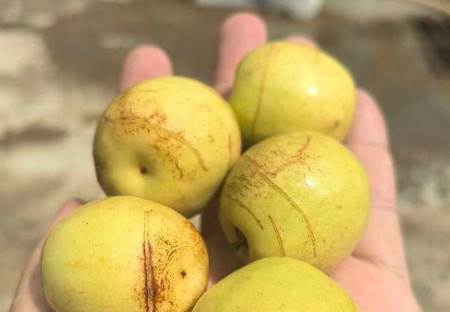 水果邦农人之家论坛app 水果邦农人之家论坛app