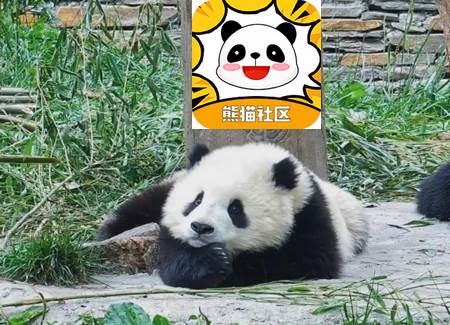 熊猫社区app官方最新版 熊猫社区app官方最新版