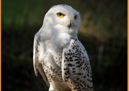 动物单词卡片(Flashcards for Kids) 动物单词卡片(Flashcards for Kids)